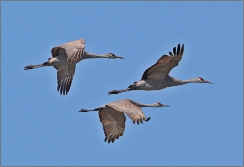 Sandhill Cranes in Flight 19.5 James Hamilton Nature Gold