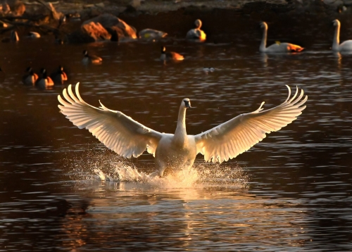 Trumpeter Swan sunrise landing 22.5 SPP Peter McCusker Nature Silver