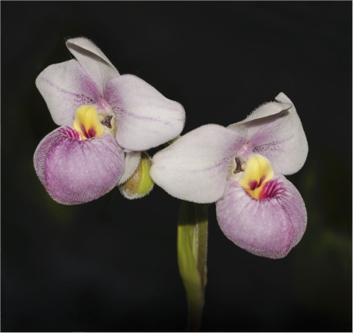 Two Peas in the Pod 20 Elzbieta Piskorz Pictorial Gold