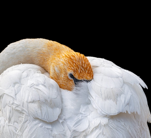 Warm Snug and Comfortable 25.5 HM DP Bertin Francoeur Pictorial Master