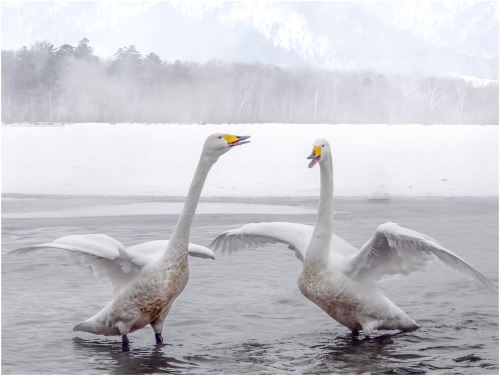 Whooper Swans in Hot Spring 20.5 Peter Chow Nature Gold