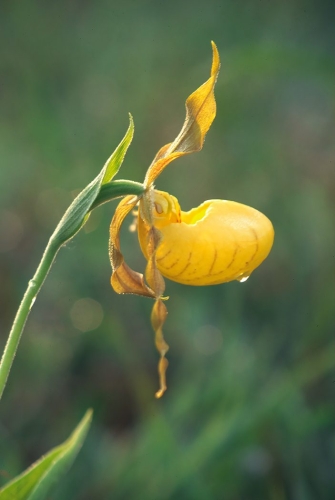 Yellow Lady Slipper 20 Terry Ross-Poulton Nature Master