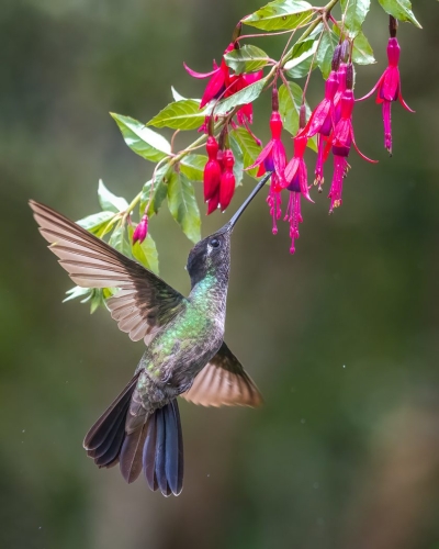 Talamanca Hummingbird 24.5 HM DP Kathryn Martin Nature Master