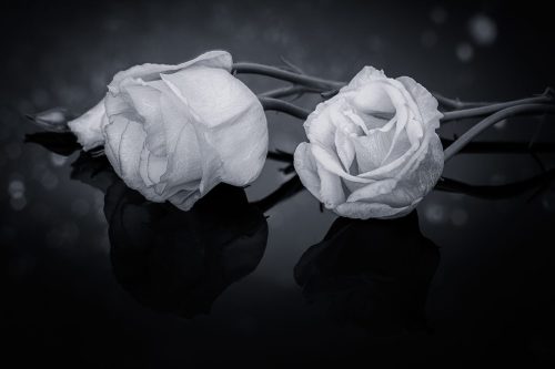 Echoes of White 23.5 Kathryn Martin Pictorial Master