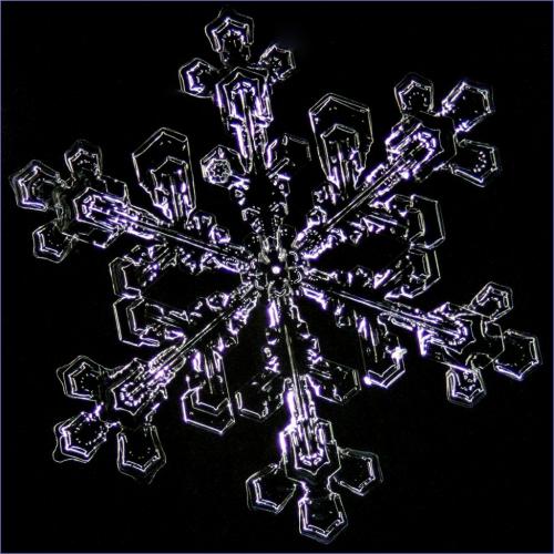 Snow Flake  23.5 Dan Copeland  Pictorial Master