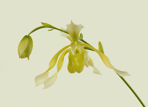 A Lady Slipper Orchid 23.5 Jim Maguire Pictorial Master