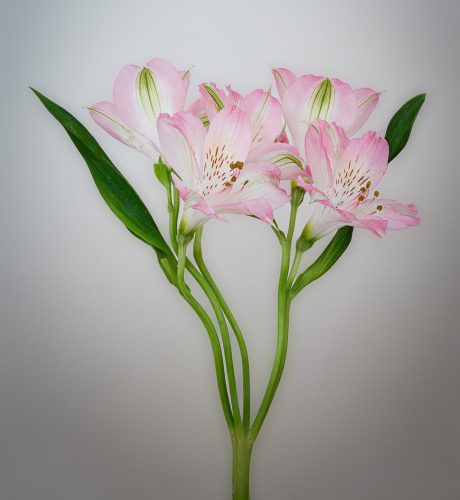 Botanical Ballet 25 TC GPP Janet McNally Pictorial Gold