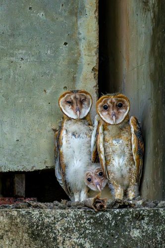 Barn Owlets 24.5 TC SPP Leigh Wright Pictorial Silver