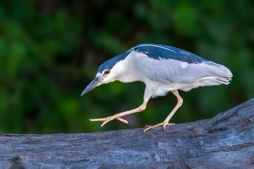 Black Crowned Night Heron 25 TC GPP Barbara Bialon Nature Gold