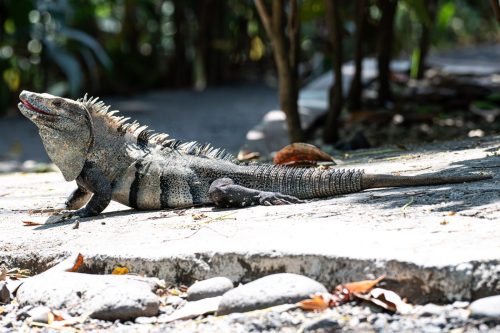 Black Spiny-Tailed Iguana Sun Bathing 18.5 Kathleen Wheeldon Nature Silver