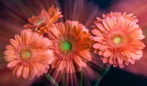 Bloom Rush 23 David Evans Pictorial Master