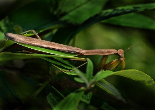 Praying Mantis 20 Peter McCusker Nature Gold
