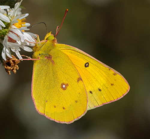 Orange Sulphur Butterfly Top N 26 TC DP Geoff Dunn Nature Master