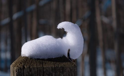 winter crest 21 Jan Huizinga Pictorial Silver