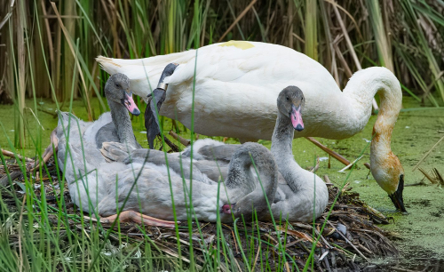 Trumpeter Swan with Cygnets 23 John King Nature Master