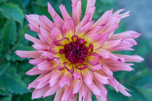 Dahlia 23 GPP Barbara Bialon Pictorial Gold