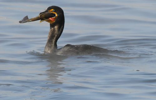 Double-crested Cormorant - Morning Catch 20 Emanuele Nasello Nature Bronze