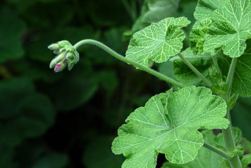 Emergence 24 GPP Janet McNally Pictorial Gold