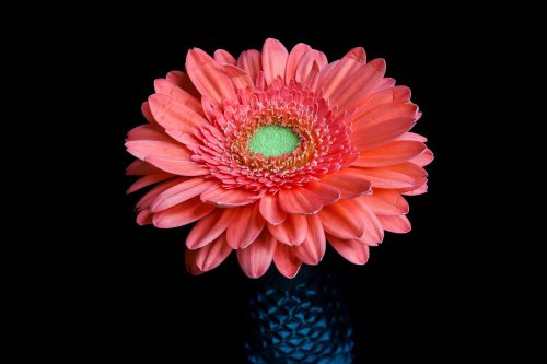 Essence Made Visible 21.5 David Evans Pictorial Master