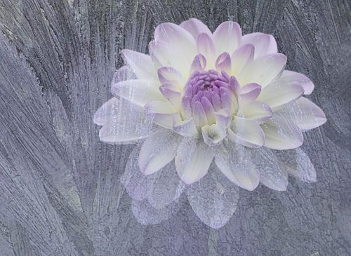 Frosted Beauty 24 GPP Janet McNally Creative Gold