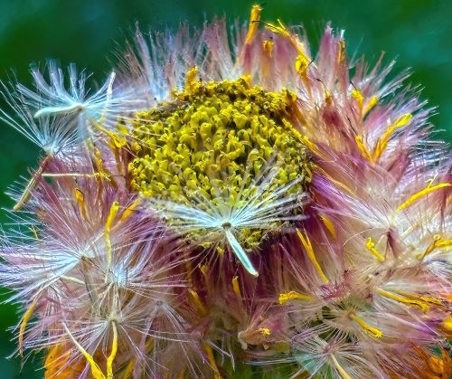 Gerbera daisy seeds 21.5 Jim Maguire Pictorial Master