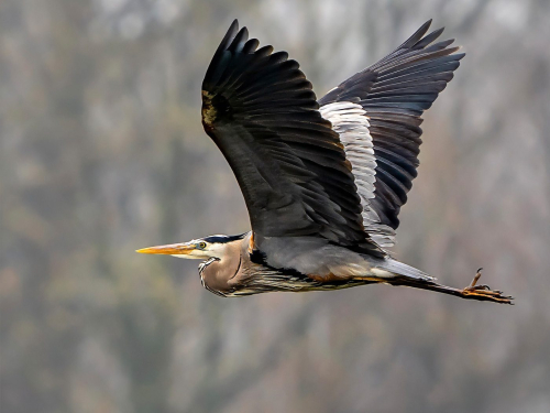 Great Blue Heron in Flight 25.5 TC SPP Lan Gao Nature Silver