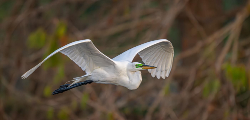 Great Egret In Flight Displaying Breeding Colours 25 TC GPP Herb McClelland Nature Gold