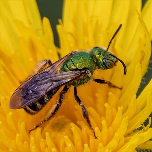 Green Sweat Bee 23.5 Marilyn Jarrett Nature Master