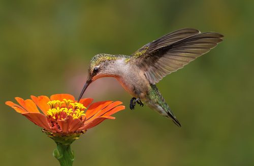 Hummingbird Hovering to Feed *Top N* 27.5 TC DP Geoff Dunn Nature Master
