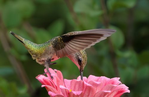 Hummingbird Sampling Nectar 27 TC DP Geoff Dunn Nature Master