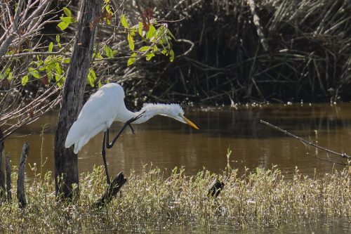 Great Egret Scratching 19.5 Victor Turczynski Nature Master
