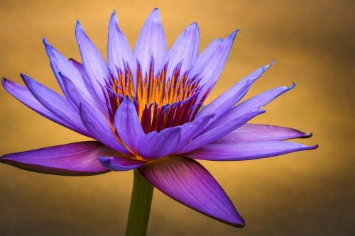 Luminescence of Nymphaea Caerulea Egyptian Lotus 21 Tracey Kenning Creative Silver