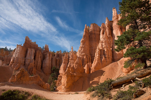 Majestic Bryce Canyon 23 TC BPP Alison Hilborn Nature Bronze