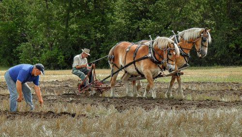 Measuring the Furrows at the Plough Match 24 TC SPP Tracey Kenning Pictorial Silver