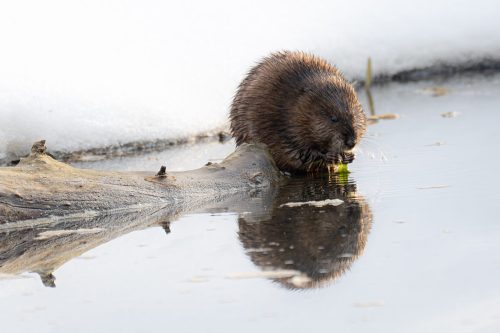 Muskrat lunch time 20.5 Kathleen Wheeldon Nature Silver