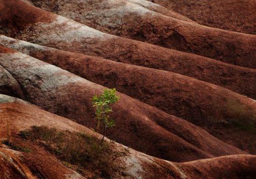 Nature Perseveres 25 TC GPP Peter McCusker Pictorial Gold
