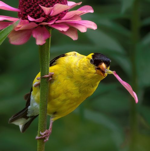 American Goldfinch Takes a petal 25.5 HM DP Geoff Dunn Nature Master