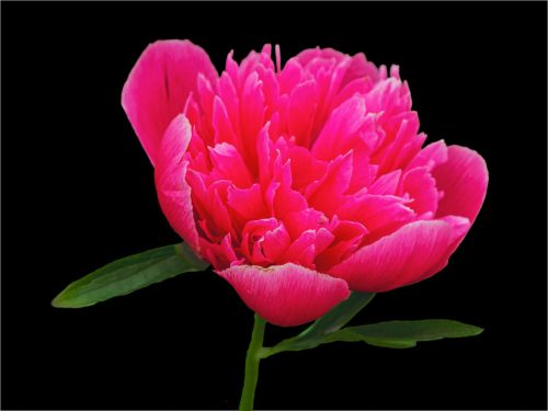 Pink Peony 21.5 Don Poulton Pictorial Master