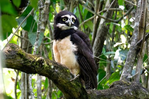 Spectacled Owl 20.5 Kathleen Wheeldon Nature Silver