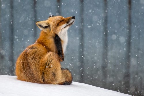 Red Fox 22.5 SPP Leigh Wright Pictorial Silver