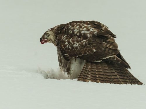 Red Tail Hawk Feasting on Black Squirrel 24.5 DP Colleen Bird Nature Master