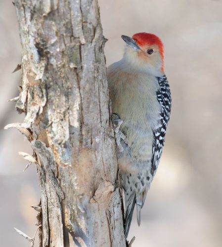 Red-bellied Woodpecker  21.5 BPP Emanuele Nasello Nature Bronze