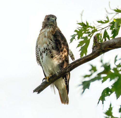 Red-tailed hawk 21 Jim Maguire Nature Master