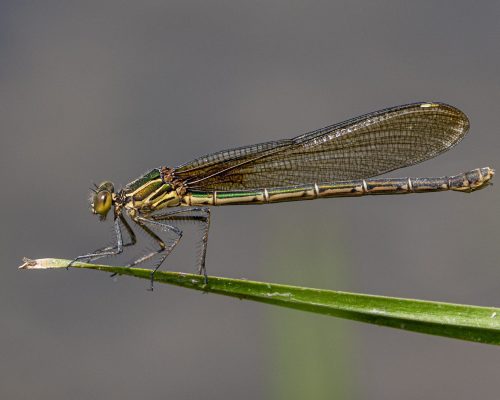 A female American Rubyspots dameslfly perched. 24.5 DP Geoffrey Skirrow Nature Master