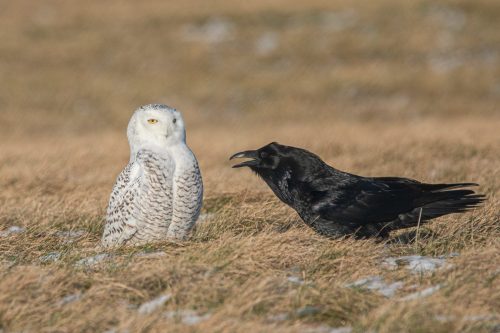 An encounter between a Snowy Owl and a Raven 24 DP Geoffrey Skirrow Nature Master