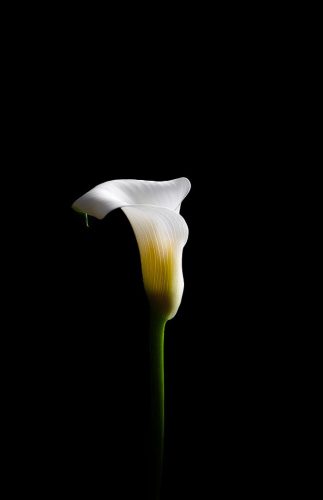 The Enchanting Calla Lily 22.5 Bertin Francoeur Pictorial Master