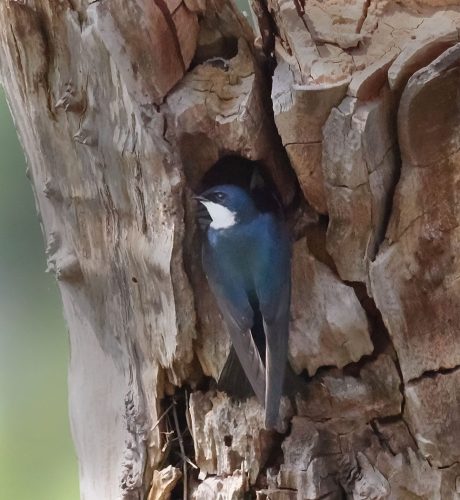Tree Swallow Checking Nest 18 Colleen Bird Nature Master