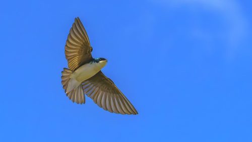 Tree Swallow in flight 20.5 Victor Turczynski Nature Master