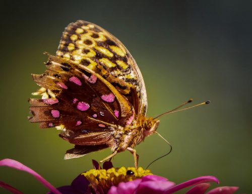 Variegated Fritillary 21.5 Lan Gao Nature Silver
