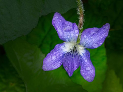 Viola Palmata 23 Doug Doede Nature Master